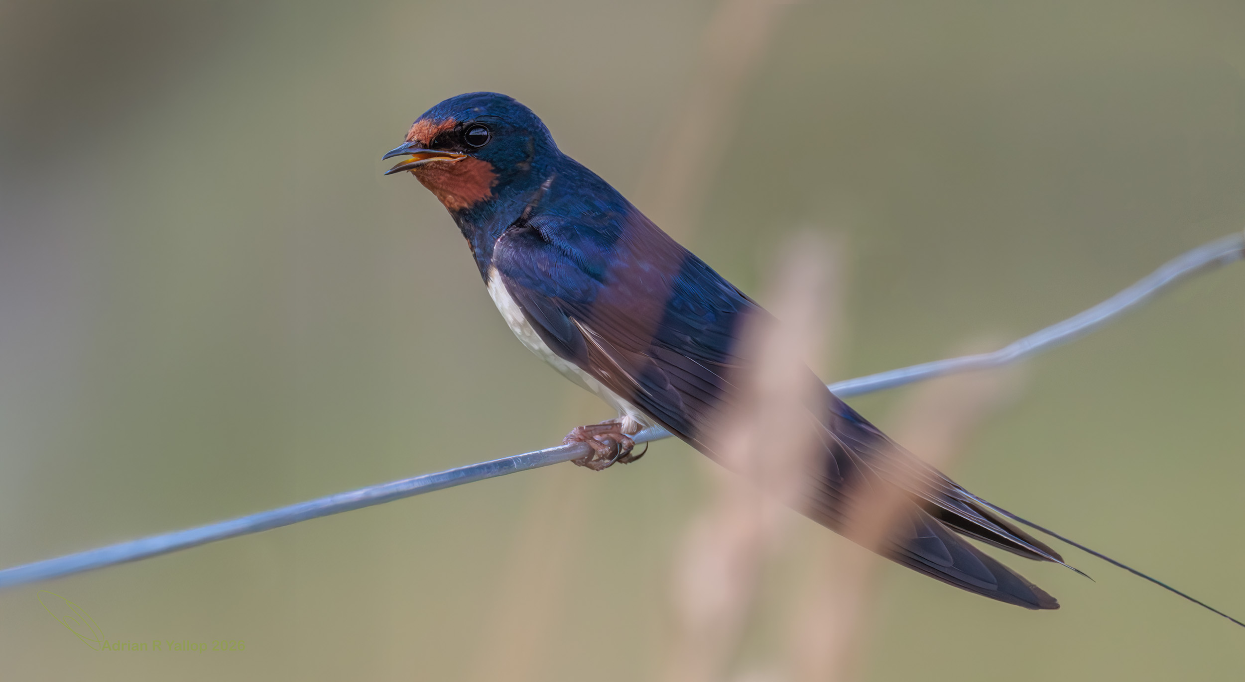 Hirundo rustica swallow scotland sitting on wire